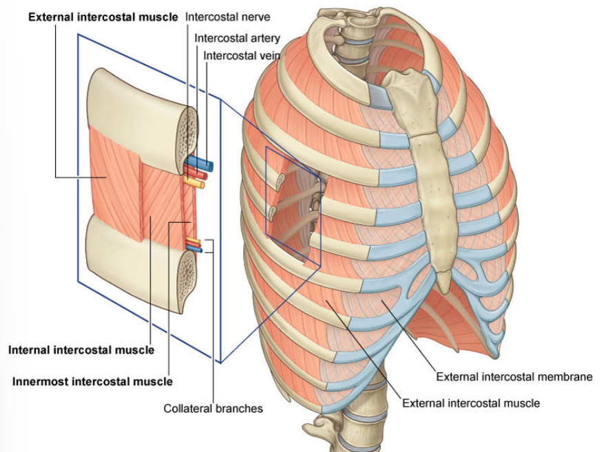 <p><span>The intercostal artery, vein and nerve travel together in the intercostal space. They lie at the lower border of each rib.&nbsp;</span></p>