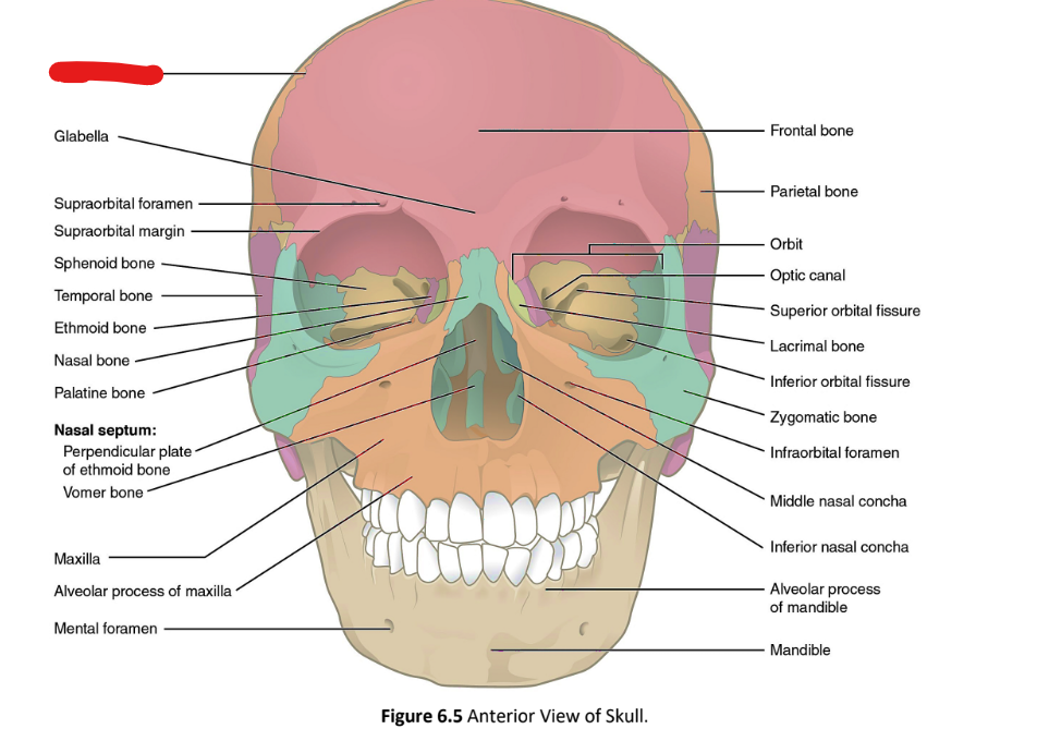 term image