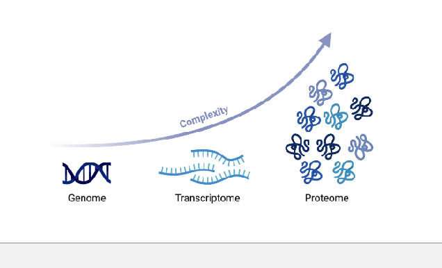 <ul><li><p>proteome = the whole set of proteins expressed in a cell at a particular time</p></li><li><p>proteomics = the investigation of the proteome</p><ul><li><p>explore the complete catalogue of proteins expressed in a cell type at a given time point</p></li><li><p>investigate how this inventory changes when the conditions are altered</p></li></ul></li><li><p>unlike the genome, the proteome is NOT a fixed characteristic of the cell</p><ul><li><p>a transcribed gene may be differentially translated or NOT translated and different proteins have different degradation rate so transcriptomic data is often NOT a good predictor of protein abundance</p></li></ul></li></ul><p></p>