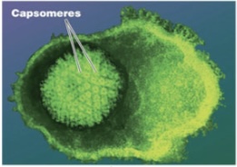 <p>Genus-Herpesvirus kaposi’s sarcoma</p>