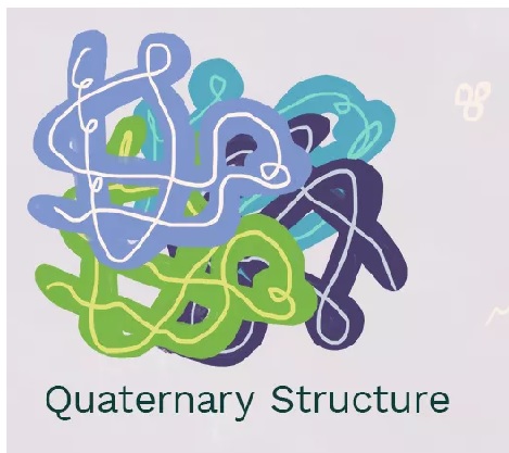 <p>Results from two or more polypeptide subunits connected to each other</p>