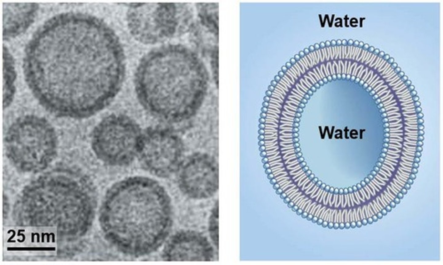 <p>Artificial vesicles made of phospholipids.</p>