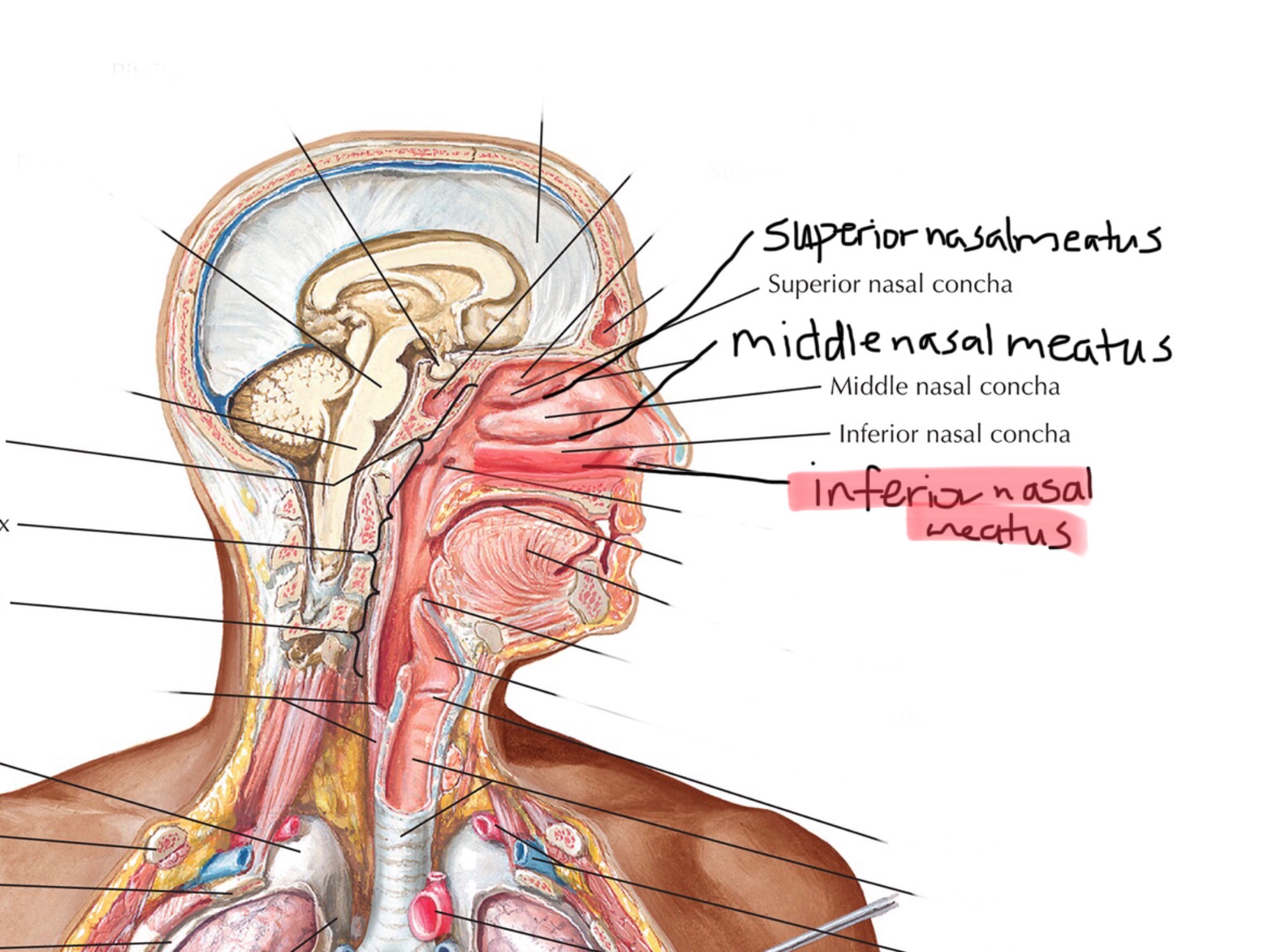 knowt flashcard image