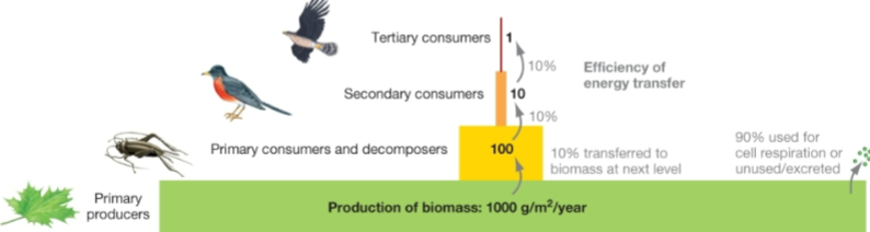 <ul><li><p>biomass greater @ lowest trophic</p></li><li><p>biomass declines at higher levels</p></li><li><p>10% of energy transferred to next level</p></li></ul><p></p>