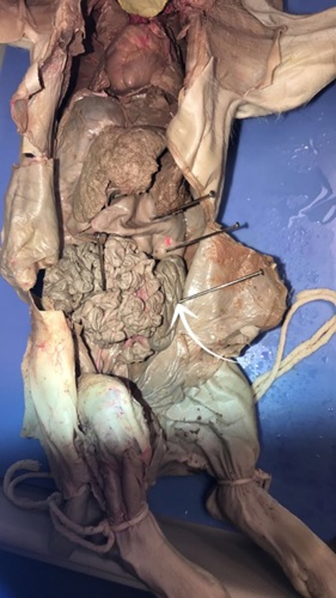 <p>intestines: nutrient absorption</p>