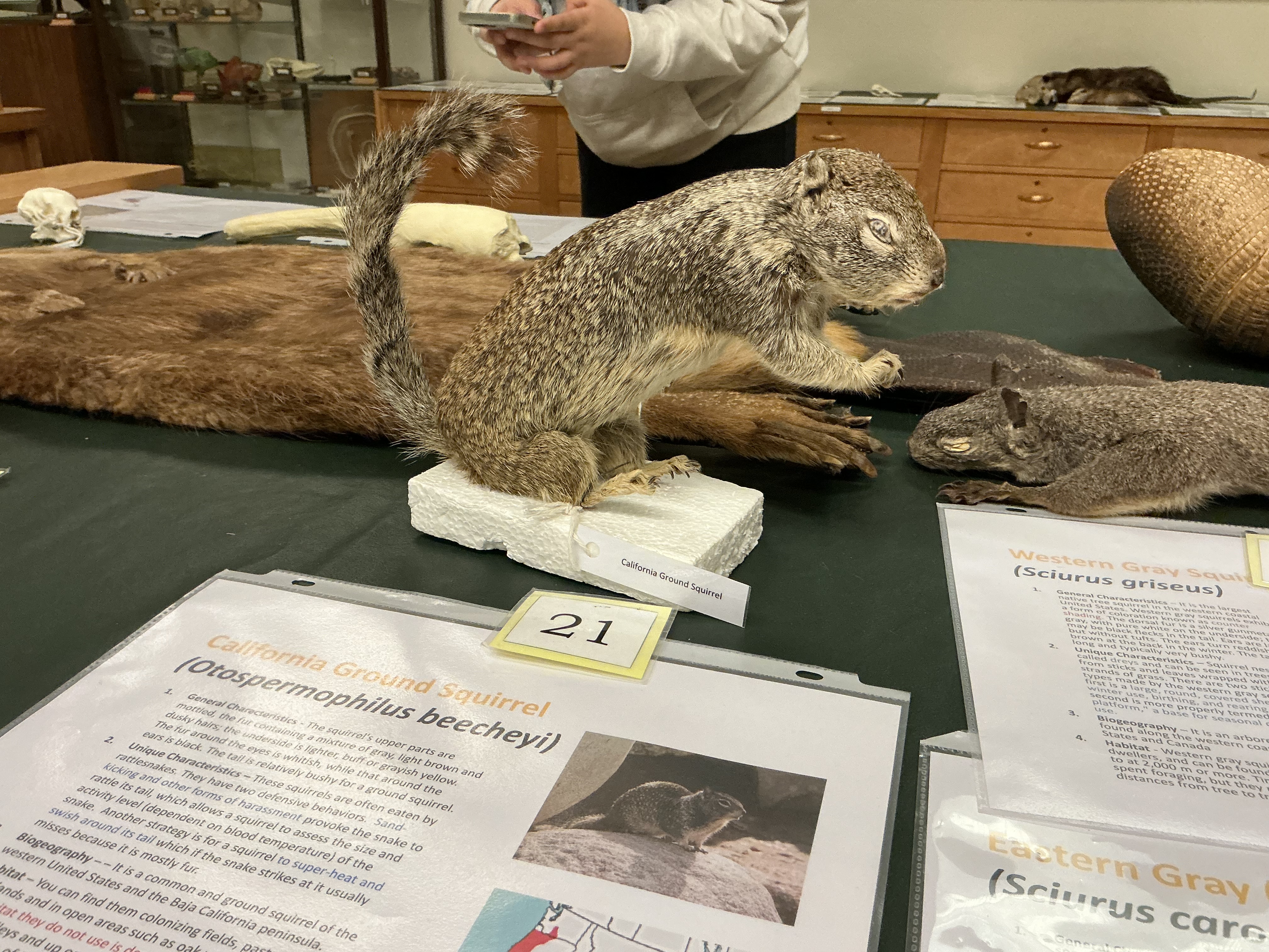 <p>What are the two defensive behaviors seen in CA ground squirrels?</p>