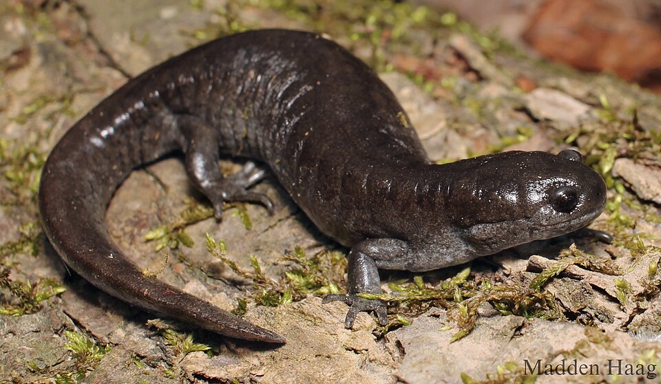 <p><span style="font-family: &quot;Times New Roman&quot;, serif">Has a small head relative to its body size with a compressed snout and has a grayish-black body color overlain with grayish lichen-like patches.</span></p>