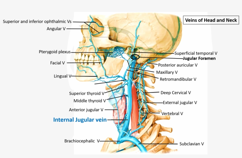 <p>T/F The internal jugular vein</p><p><strong>F -</strong> A. is, along its whole course, directly lateral to the internal carotid artery</p><ul><li><p>internal jugular vein (IJV) is <strong>lateral</strong> to the internal carotid artery</p></li></ul><p><strong>F -</strong> B. has no valves</p><ul><li><p><strong>does have valves</strong>, usually two:</p><ul><li><p class="">One near its termination into the <strong>brachiocephalic vein</strong>.</p></li><li><p class="">One sometimes near its origin.</p></li></ul></li></ul><p><strong>T -</strong> C. is anterior to the phrenic nerve</p><p><strong>F -</strong> D. receives all the venous blood from the thyroid gland</p><ul><li><p>thyroid venous drainage goes to:</p><ul><li><p class=""><strong>Superior thyroid vein</strong> → internal jugular vein</p></li><li><p class=""><strong>Middle thyroid vein</strong> → internal jugular vein</p></li><li><p class=""><strong>Inferior thyroid vein</strong> → <strong>brachiocephalic vein</strong></p></li></ul></li></ul><p><strong>T -</strong> E. is anterior to the thoracic duct on the left side.</p>