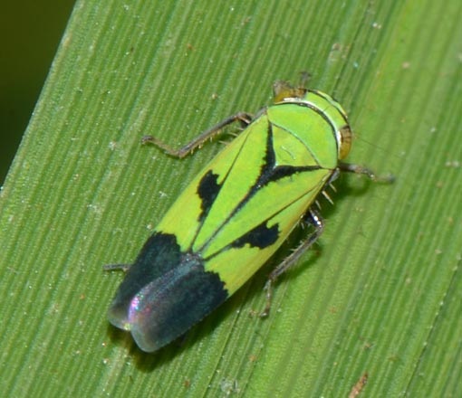 <p>What insect is this?</p>