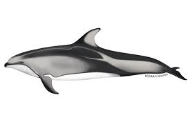 <p>Pacific white-sided dolphin</p>
