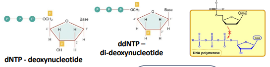 <p>DNA sequencing - Sanger method</p>