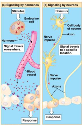 <p><strong>(a) Endocrine (hormones):</strong></p><ul><li><p class="">Endocrine cell releases hormone ➔</p></li><li><p class="">Hormone <strong>travels through blood</strong> ➔</p></li><li><p class="">Reaches <strong>many places</strong> in the body.</p></li></ul><p class=""><strong>(b) Nervous system (neurons):</strong></p><ul><li><p class="">Nerve cell sends <strong>electric impulse</strong> ➔</p></li><li><p class="">Signal travels along nerve fibers ➔</p></li><li><p class=""><strong>Goes to one specific spot.</strong></p></li></ul><p></p>