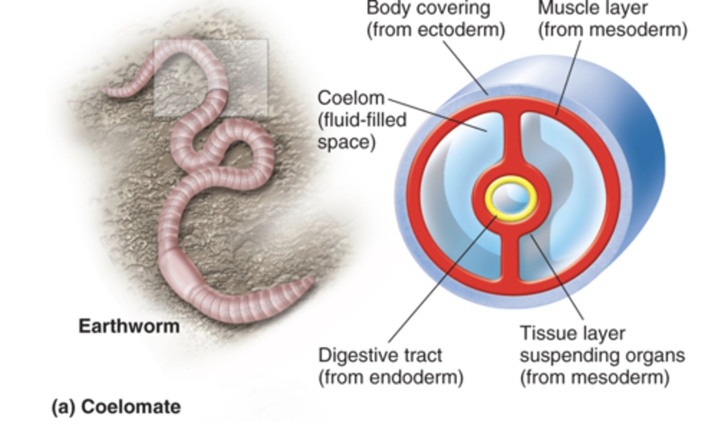 <p>organisms w/ true coelom; completely lined w/ mesoderm</p><p>- ex: earthworms, snails, starfish</p>