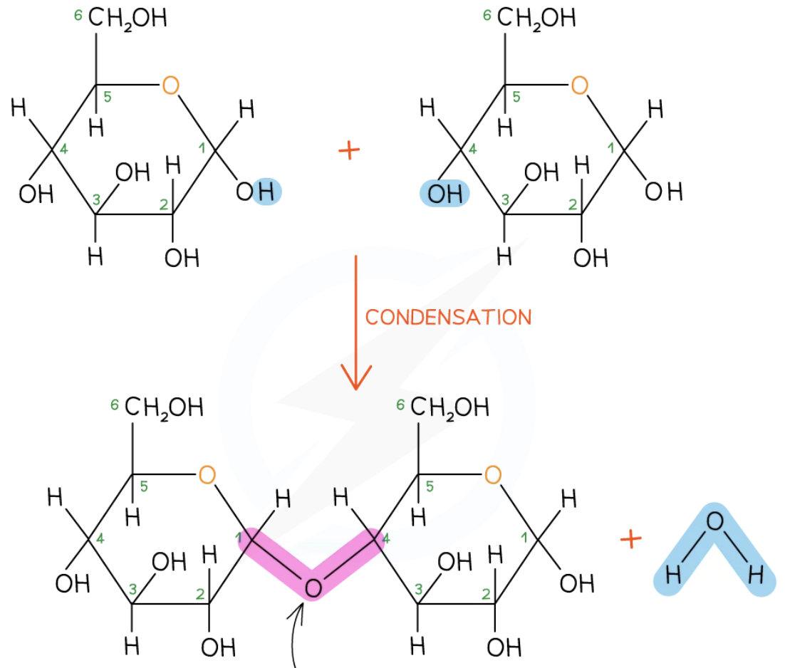 <p>What bond does this image show?</p>