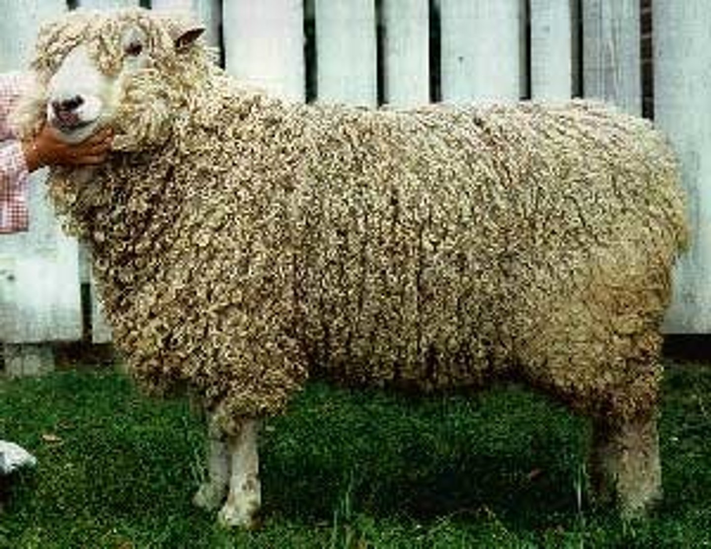 <p>used in europe for crossing w black face to get "mule" ewe to breed with blackface ram</p><p>not important in US</p>