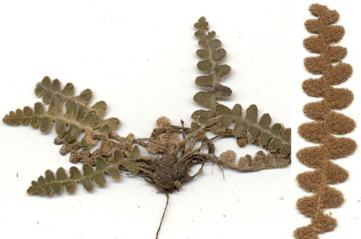 <p>Ceterach officinarum</p>