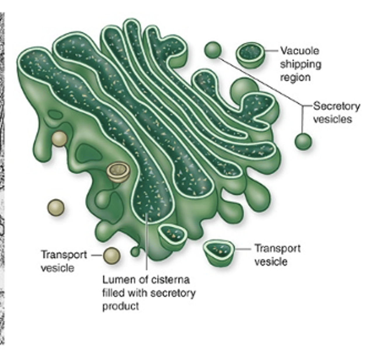 <p>What is the structure of the Golgi apparatus?</p>