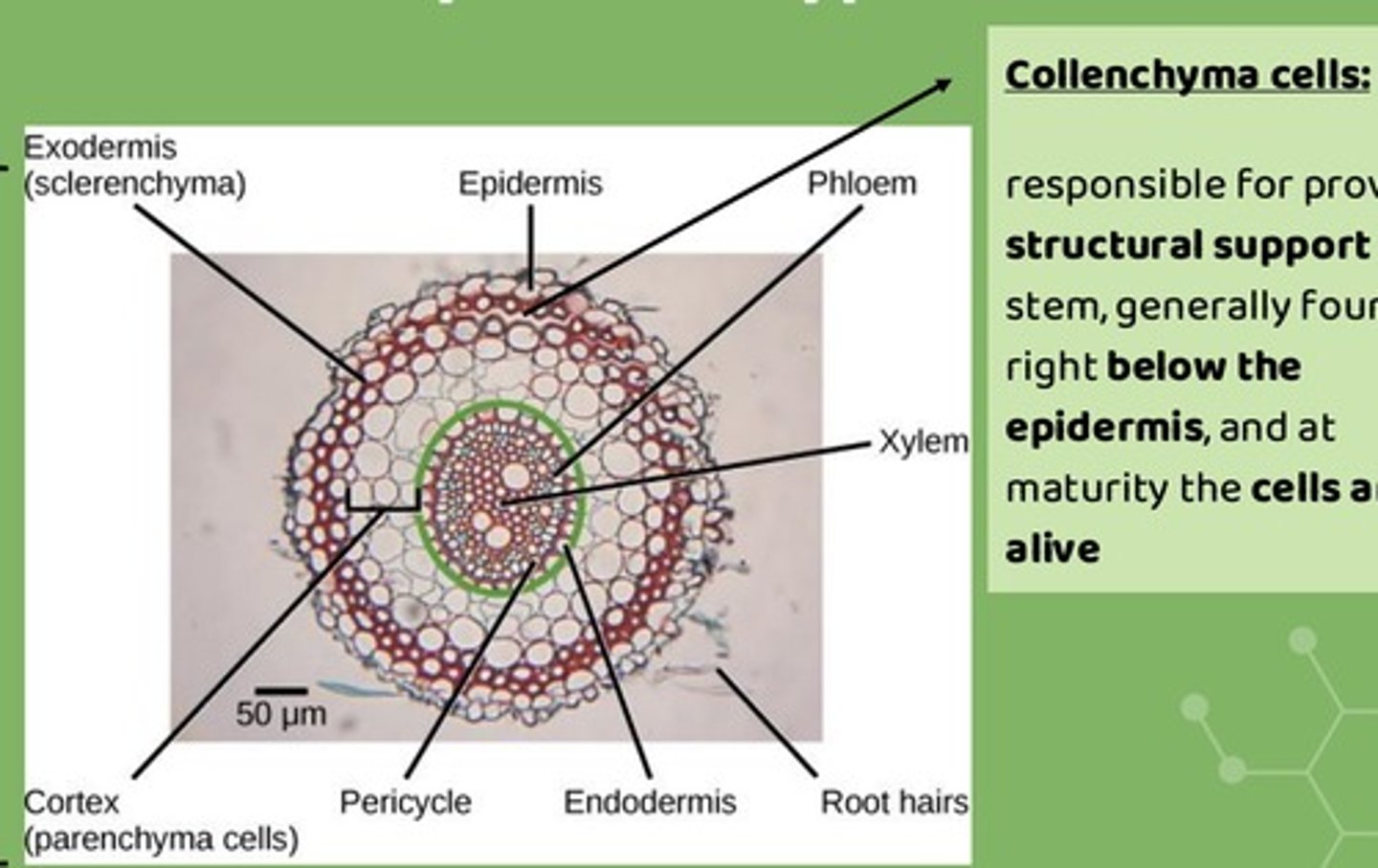 <p>- sclerenchyma cells</p><p>- parenchyma cells</p><p>- collenchyma cells</p>