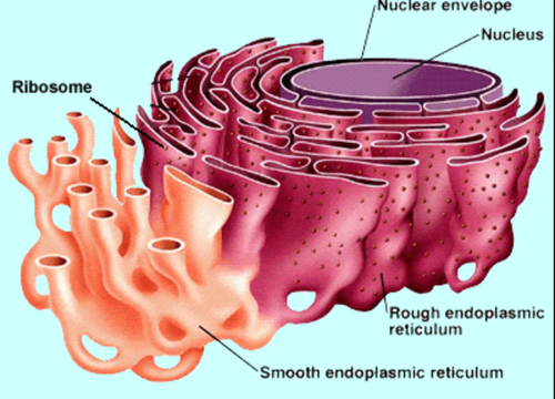 <p>smooth and rough, differ in structure and function, but are connected. Smooth ER lacks attached ribosomes. Rough ER has ribosomes on outer surface of its membranes.</p>