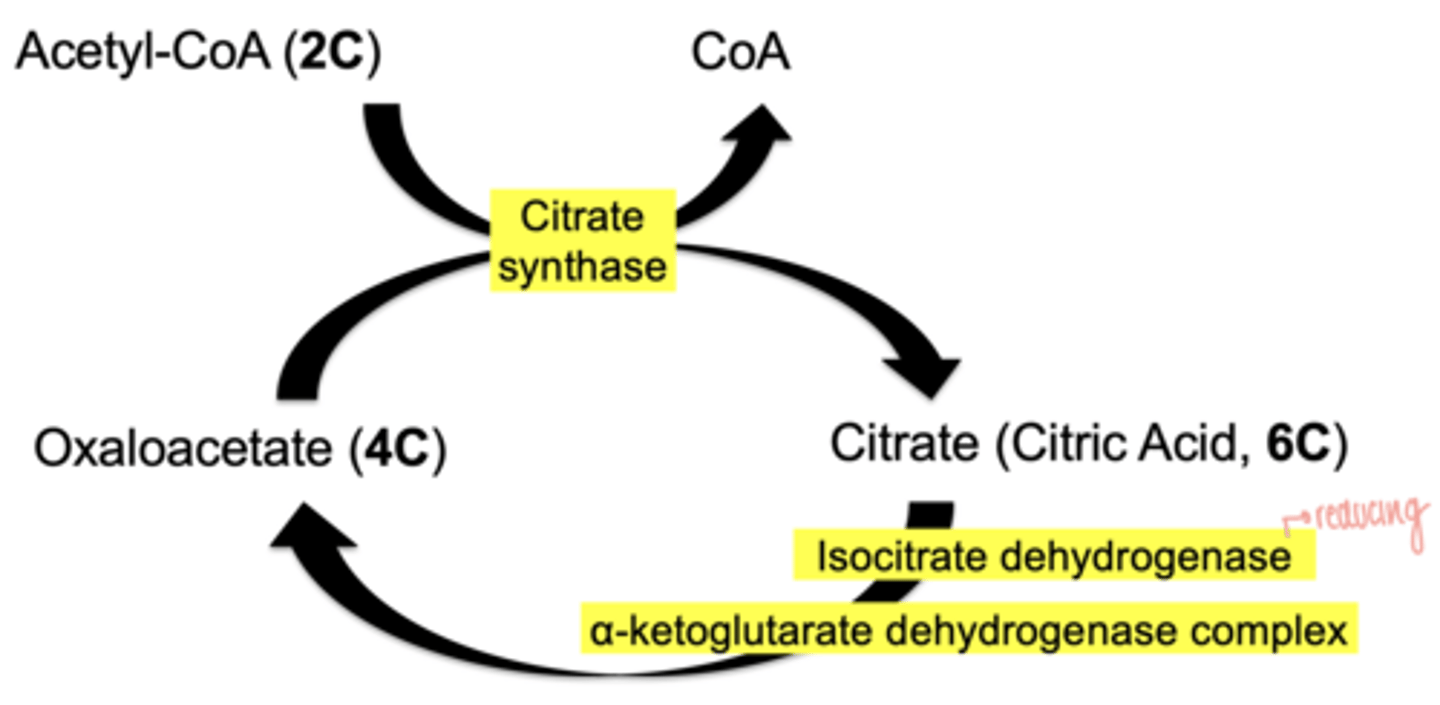 <p>1. citrate synthase</p><p>2. isocitrate dehydrogenase</p><p>3. α-ketoglutarate dehydrogenase</p>