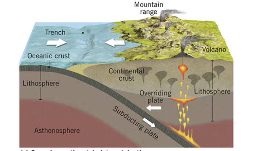 <p>continental rock is less dense, trenches and mountains, deep powerful EQ’s, subduction, West coast of South America Andes mountains. Cascades- Mt. St. Helens, Mt. Rainer</p>