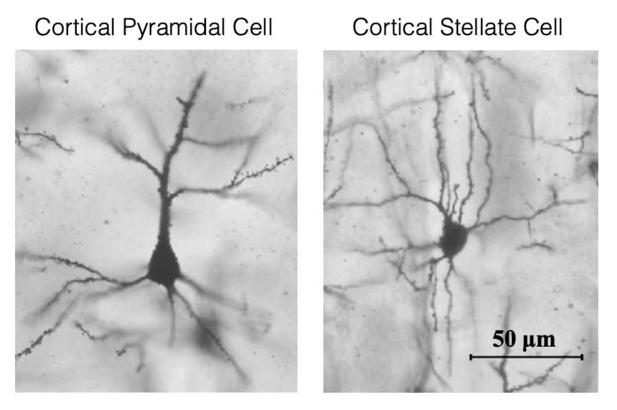 <p><strong>Pyramidal</strong></p><ul><li><p>Triangular shaped body. Soma looks like a pyramid. </p></li><li><p>Have a few distinct branches extending from it</p></li><li><p>Has one large trunk. Other branches on the side</p></li><li><p>These cortical pyramidal cells are the most abundant kind of cell in <strong>mammalian cortical structures</strong></p></li><li><p>Important role in advanced cognitive function in neural processing</p></li><li><p>Main source of excitatory activity in the brain (generated AP)</p></li></ul><p></p><p><strong>Stellate neurons</strong></p><ul><li><p>See one thicker branch &amp; a number of thinner</p></li><li><p>Thicker branch is the axon &amp; thinner is the dendrites</p></li><li><p>Less abundant than pyramidal in CNS</p></li><li><p>Inhibitory activity in brain (sculpt AP)</p></li></ul><p></p>