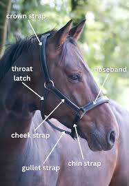 <p>Throat Latch, Chin Strap, Cheek Strap, Crown Strap, Gullet Strap, Nose Band</p>
