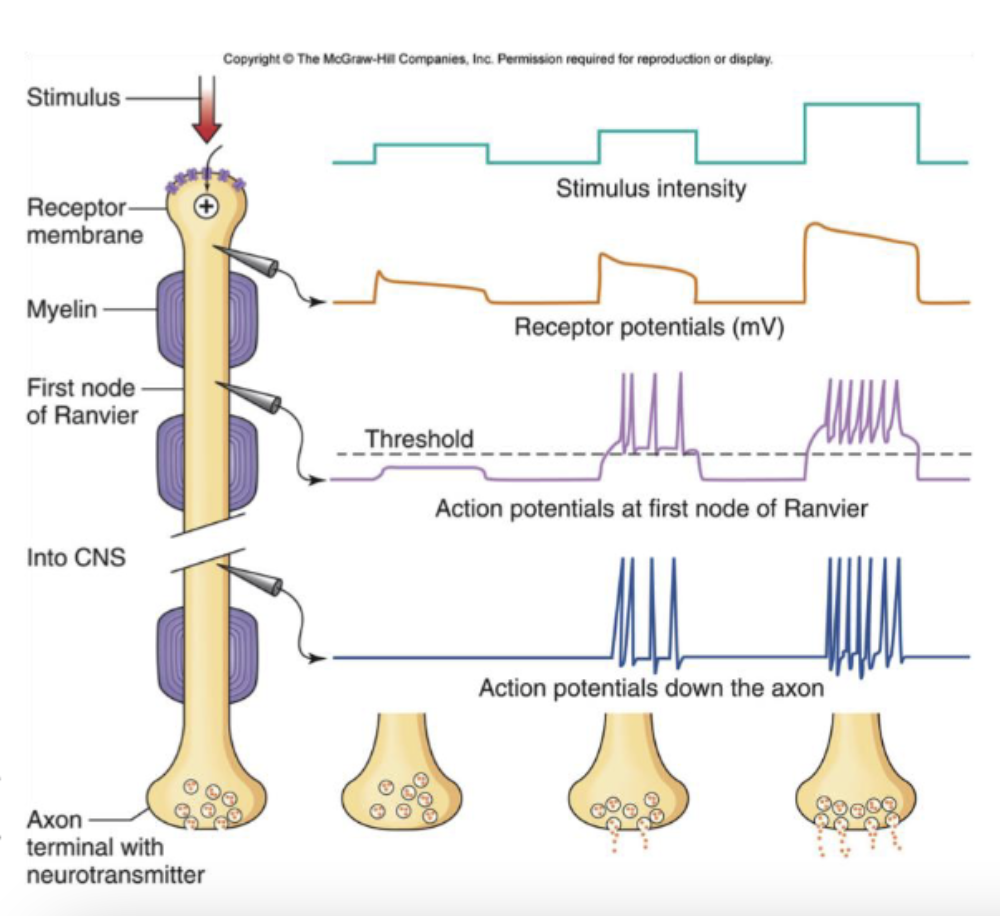 <ol><li><p>stronger stimulus will increase receptor potential amplitude since more receptor channels will open</p></li><li><p>there are coding/spike-generating regions downstream of receptor region where voltage-gated channels are located. Action potentials generated if receptor potential exceeds threshold</p></li><li><p>higher receptor potentials produce higher frequency action potentials</p></li></ol><p></p>