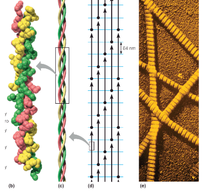 <p>main component of connective tissue; most abundant protein in mammals, making up about 25% to 35% of the whole-body protein content; built from triple helices of polypeptides rich in glycine and proline.</p>