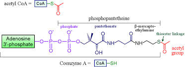 The entry compound for the citric acid cycle in cellular respiration formed from two-carbon fragment of pyruvate attached to a coenzyme