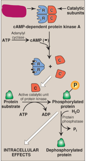 <p>Label the actions of cyclic adenosine monophosphate.</p>