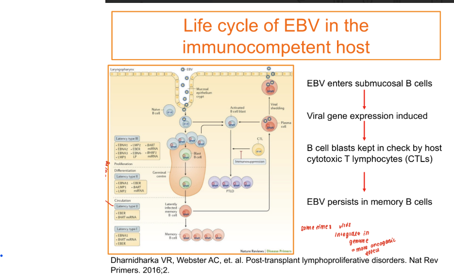 <p>85-90% population are EBV positive</p><p>Typically transmitted through contact via saliva of a carrier</p><p>Enters the nasopharyngeal tract and infects epithelial cell&nbsp;</p><p>Establish a lytic infection which infects the tonsillar B cells. </p><p>Infected B cells are kept from prolierating by CTL </p><p>LYTIC → LATENT</p><p>EBV estabilishes a latent infection which it remains as an episome in a subset of resting memory B cells</p><p></p>