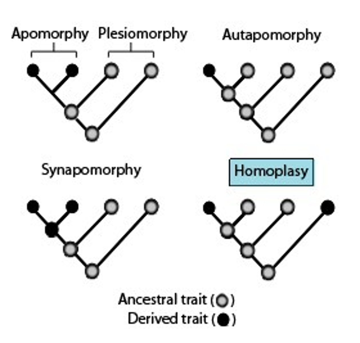 <p>shared because of convergence or reversal (not in common ancestry) - ex. evolution of the eye which originated independently in multiple species</p>