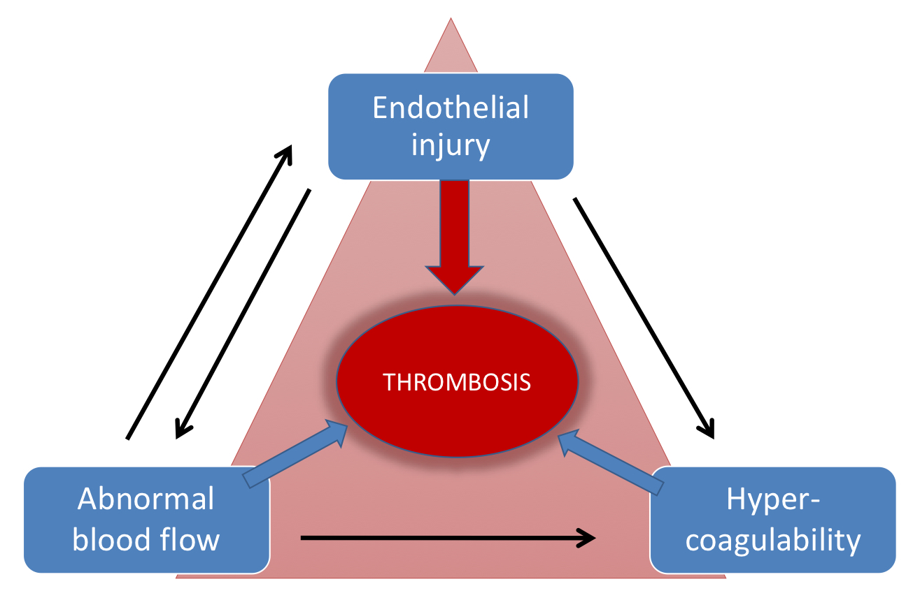 <ul><li><p><span>A theory that explains three main factors that can lead to blood clots, or thrombosis</span></p><ul><li><p><strong>Hypercoagulability</strong>: When blood is more likely to clot</p></li><li><p><strong>Stasis</strong>: When blood flow is abnormal</p></li><li><p><strong>Endothelial injury</strong>: When the lining of blood vessels is damaged</p></li></ul></li></ul><p></p>