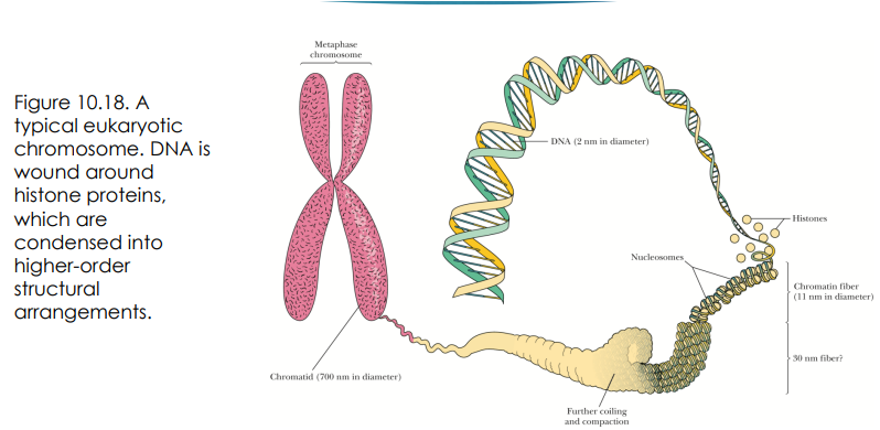 <p>chromosomes</p><p><span style="font-family: Calibri">DNA--> Histones --> chromosomes</span></p>