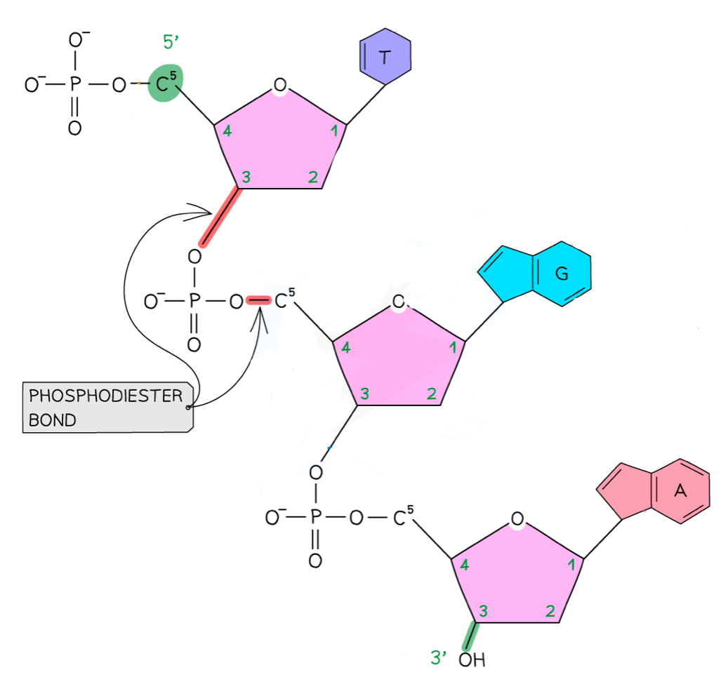 <p><strong>Condensation</strong> reactions forming <strong>phosphodiester</strong> bonds between the phosphate group from one nucleotide and the pentose sugar of another</p><ul><li><p>The <strong>5-carbon </strong>of one sugar is linked to its <strong>phosphate group</strong>, which is then linked up to the <strong>3-carbon</strong> of the sugar from the next nucleotide </p></li></ul>