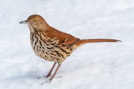 <p>What bird is this?</p>