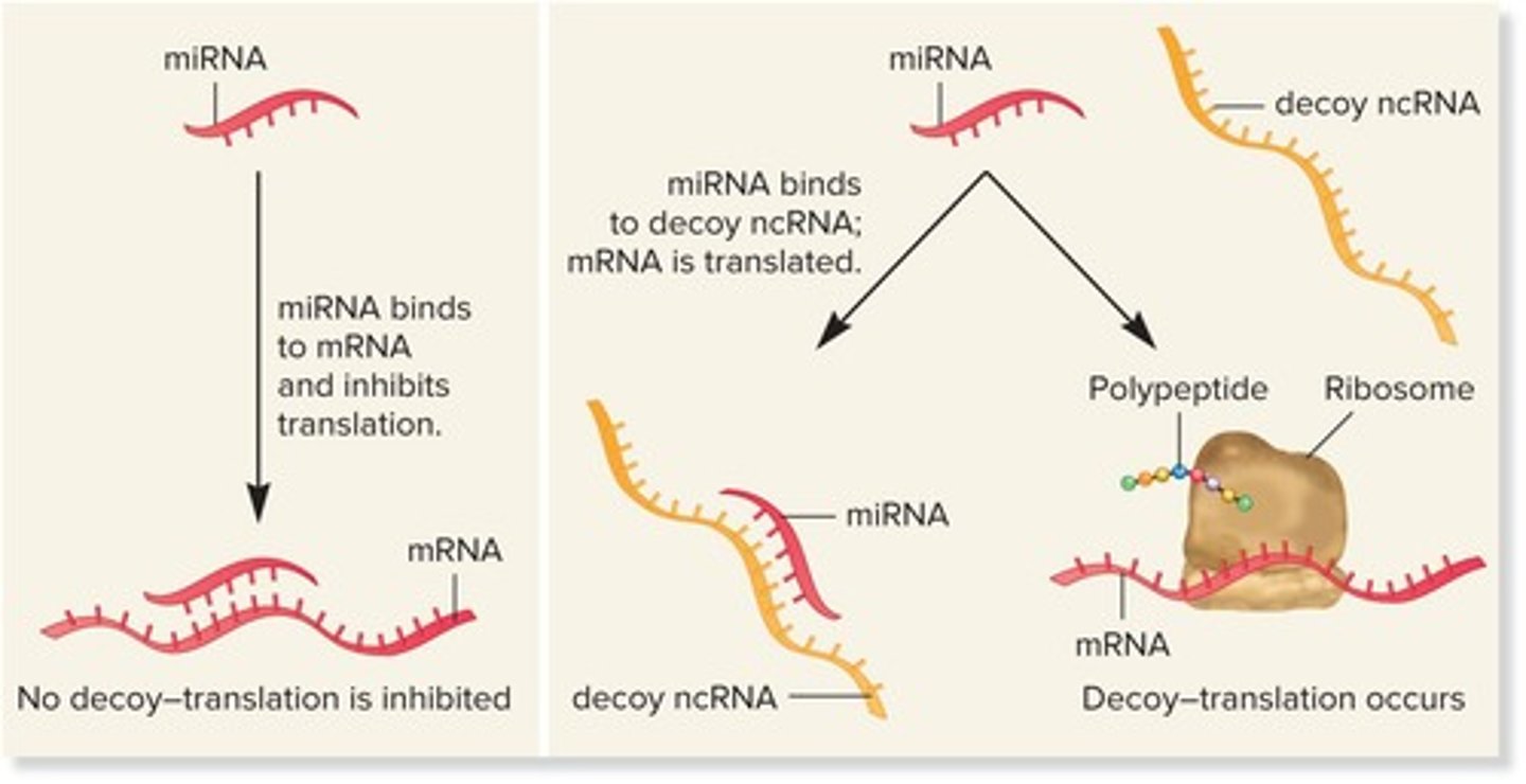 <p>ncRNA sequesters another ncRNA.</p>
