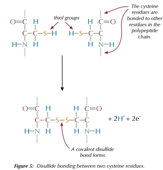 <p>to help stabalise the tertiary structure</p>