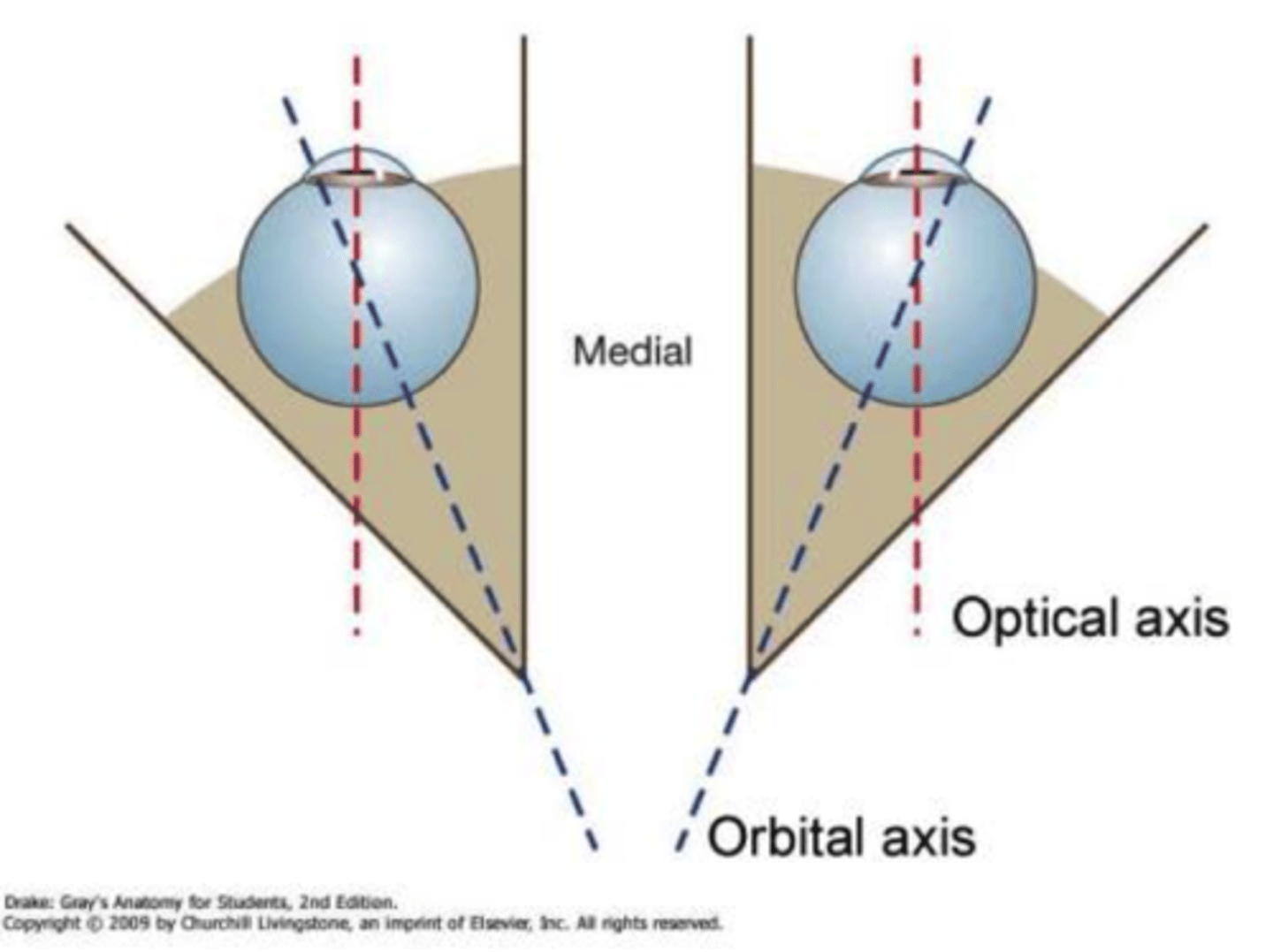 <p>Medial walls parallel to sagittal plane; lateral walls ~90° angle.</p>