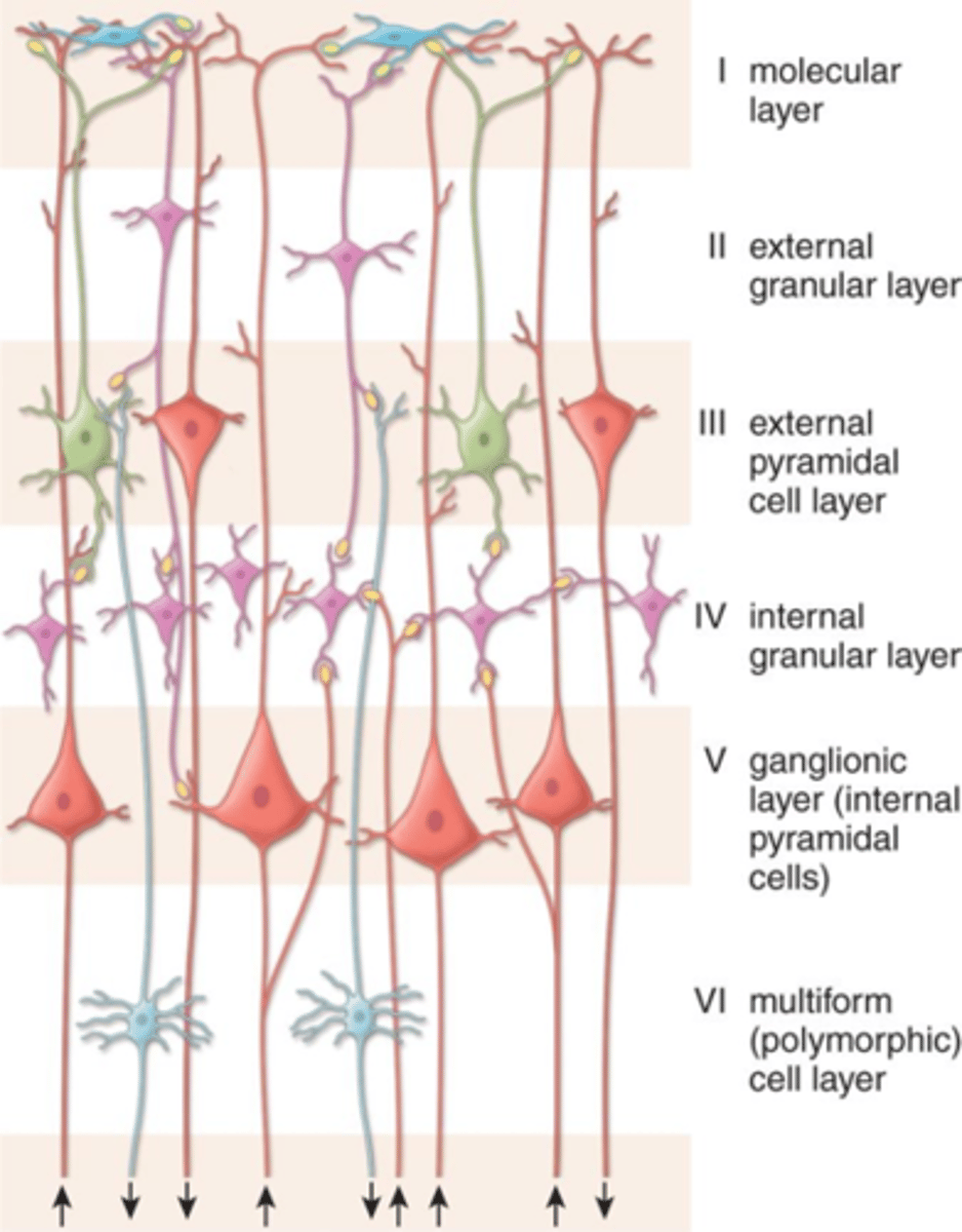 <p>near the surface of the cortex</p>
