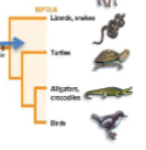 <p>in phylum chordata, subphylum vertebrata, reptiles, aminiotic egg for terrestrial habitats, internal fertilization, pokilothermic and body temp depends on environment </p>