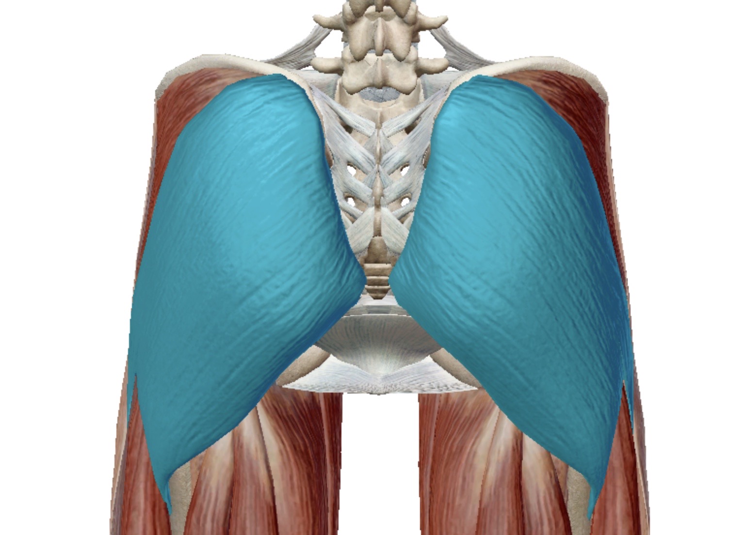 <p>Identify this muscle</p>