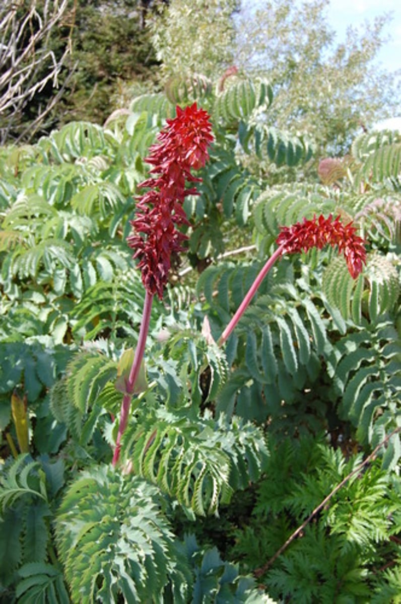 <p>honey bush</p>
