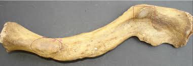 <p>Which bone is shown?</p>