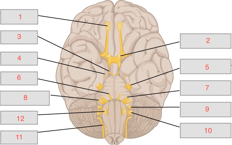<p>What is nerve 1?</p>