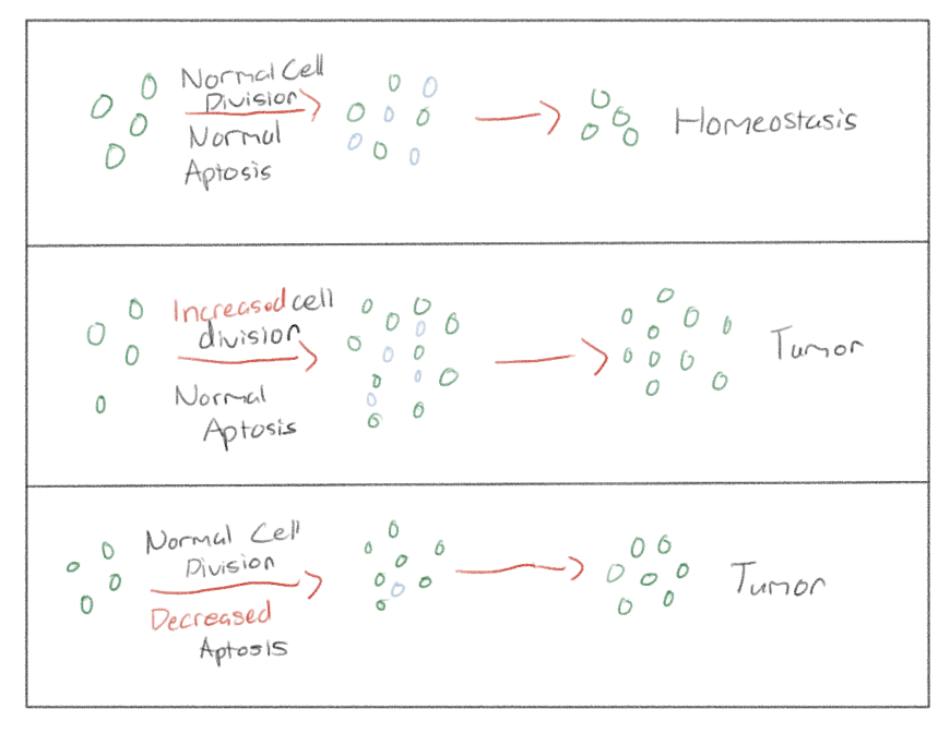 <p>Uncontrolled cell growth</p><p>Mutations In DNA (in regions involved with cell cycle control)</p>