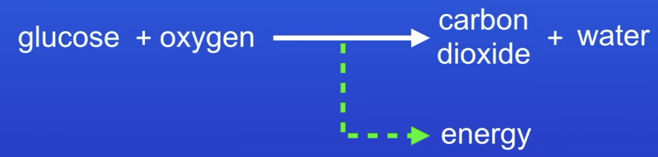 <p>Glucose + oxygen → carbon dioxide + water</p>