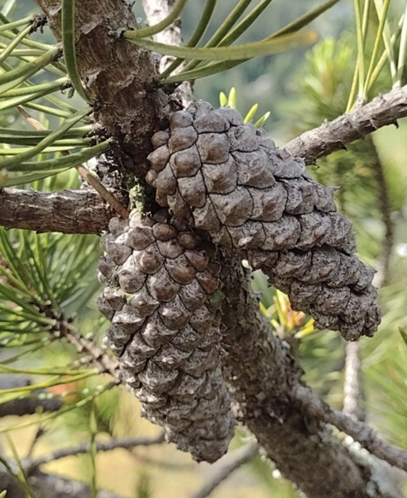 <p>Pinus contorta</p>