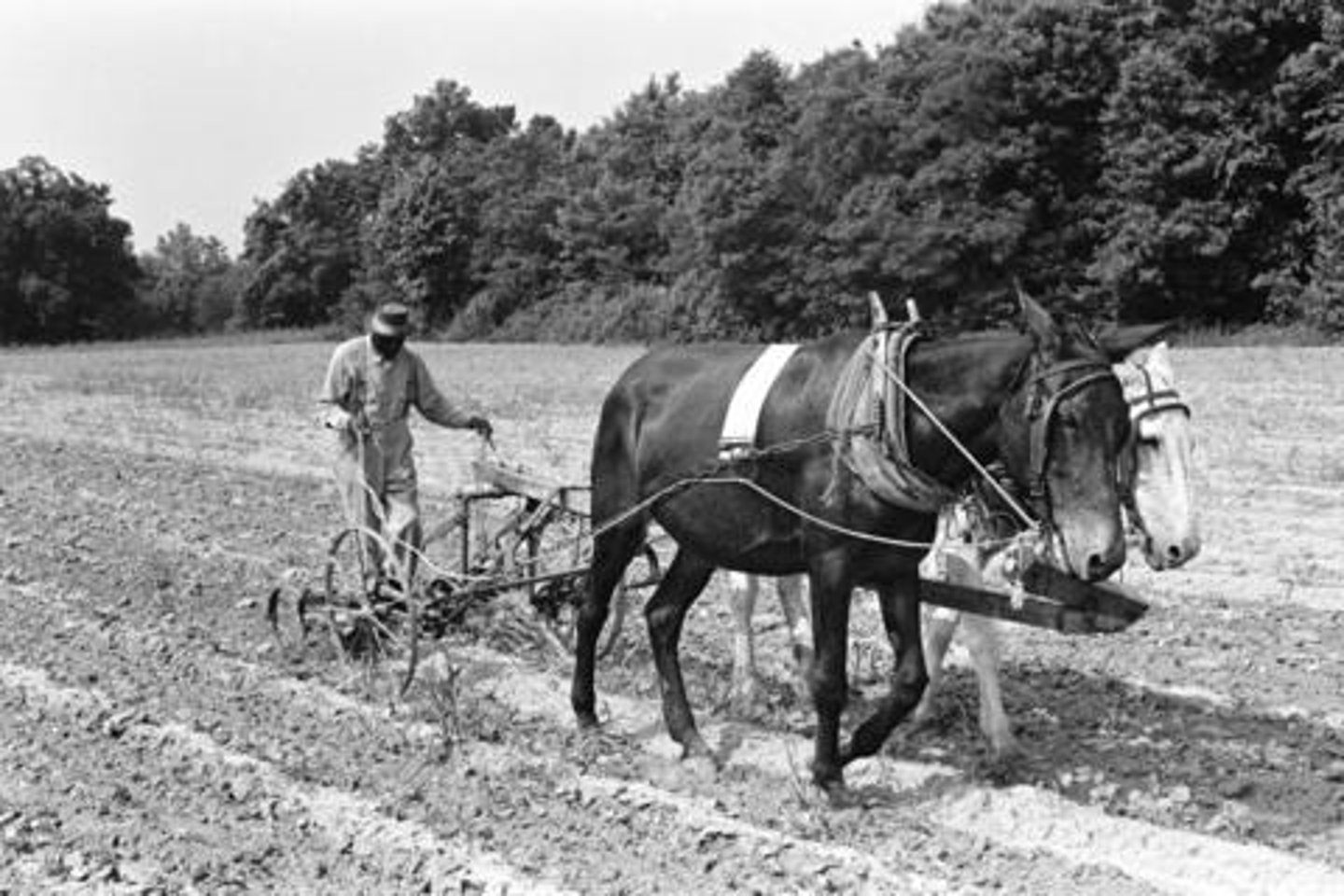 <p>This slogan was created in 1864 and 1865 when the federal government settled nearly 10,000 black families on abandoned plantation land as a way to give formerly enslaved people a new start. The program was abandoned by President Andrew Johnson.</p>